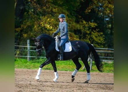 Deutsches Sportpferd, Stute, 9 Jahre, 183 cm, Rappe