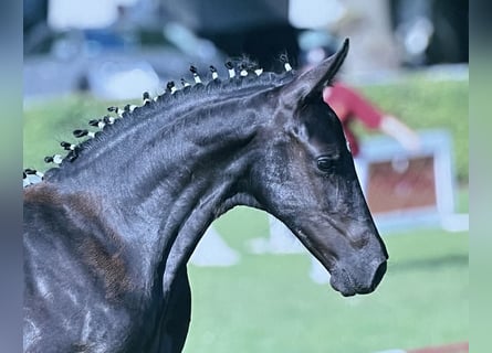 Deutsches Sportpferd, Stute, Fohlen (04/2025), 168 cm, Rappe