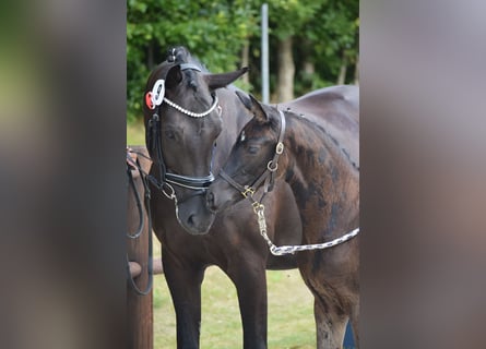 Deutsches Sportpferd, Stute, Fohlen (05/2025), 170 cm
