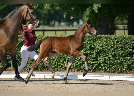 Deutsches Sportpferd, Stute, Fohlen (03/2025), 170 cm, Dunkelbrauner
