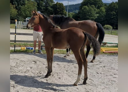 Deutsches Sportpferd, Stute, Fohlen (04/2025), Brauner