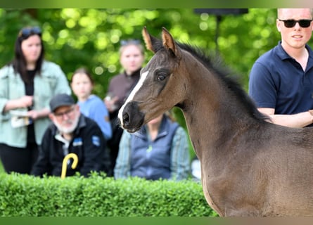 Deutsches Sportpferd, Stute, , Brauner