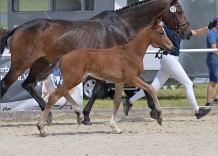 Deutsches Sportpferd, Stute, Fohlen (04/2025), Brauner