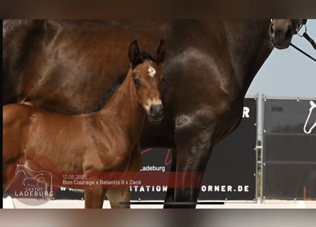 Deutsches Sportpferd, Stute, , Brauner