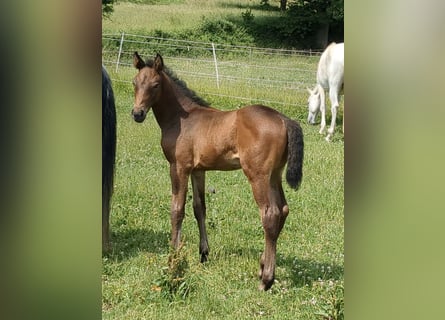 Deutsches Sportpferd, Stute, , Brauner
