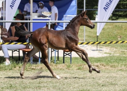 Deutsches Sportpferd, Stute, Fohlen (05/2025), Brauner