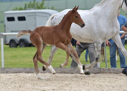 Deutsches Sportpferd, Stute, Fohlen (05/2025), Brauner