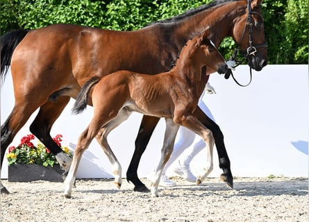 Deutsches Sportpferd, Stute, Fohlen (05/2025), Brauner