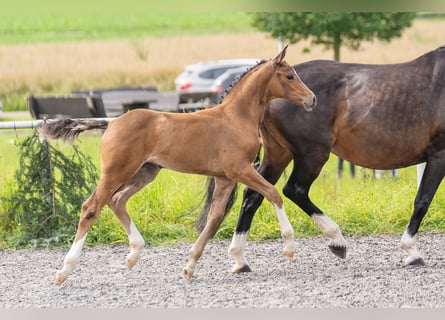 Deutsches Sportpferd, Stute, Fohlen (05/2024), Brauner