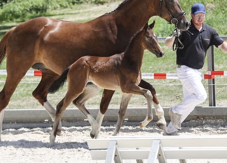 Deutsches Sportpferd, Stute, Fohlen (05/2025), Dunkelbrauner
