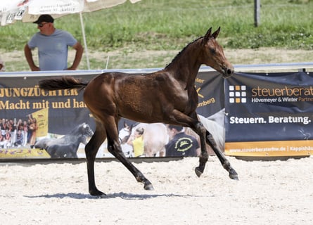 Deutsches Sportpferd, Stute, Fohlen (03/2025), Dunkelbrauner