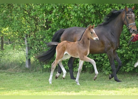 Deutsches Sportpferd, Stute, , Dunkelbrauner
