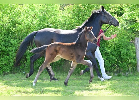 Deutsches Sportpferd, Stute, Fohlen (03/2024), Dunkelbrauner