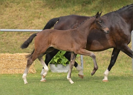 Deutsches Sportpferd, Stute, Fohlen (05/2025), Dunkelbrauner