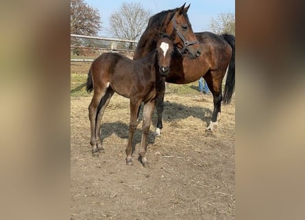 Deutsches Sportpferd, Stute, , Dunkelbrauner