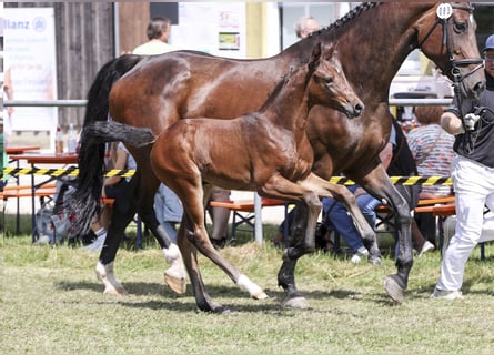Deutsches Sportpferd, Stute, Fohlen (05/2025), Dunkelbrauner