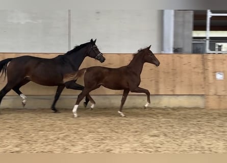 Deutsches Sportpferd, Stute, Fohlen (04/2023), Dunkelfuchs