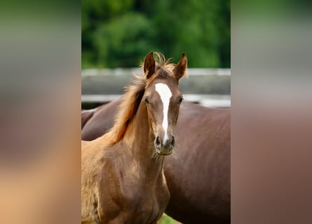 Deutsches Sportpferd, Stute, Fohlen (03/2025), Dunkelfuchs