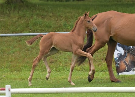 Deutsches Sportpferd, Stute, Fohlen (06/2024), Fuchs