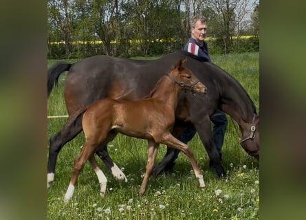 Deutsches Sportpferd, Stute, Fohlen (04/2025), Fuchs