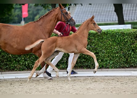 Deutsches Sportpferd, Stute, Fohlen (05/2026), Fuchs