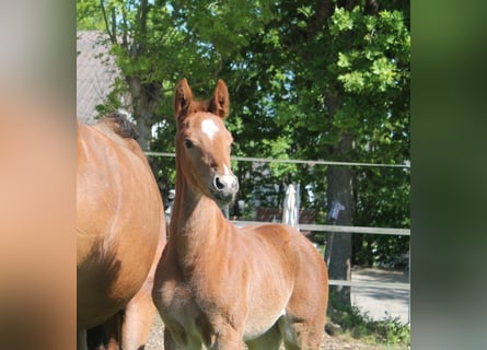 Deutsches Sportpferd, Stute, , Fuchs