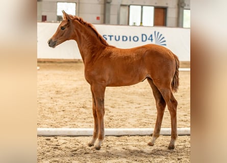 Deutsches Sportpferd, Stute, , Fuchs