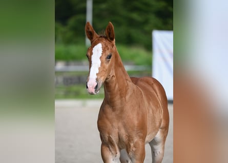 Deutsches Sportpferd, Stute, Fohlen (04/2024), Fuchs