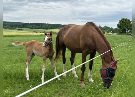 Deutsches Sportpferd, Stute, Fohlen (04/2025), Fuchs