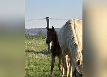 Deutsches Sportpferd, Stute, Fohlen (02/2026), Palomino