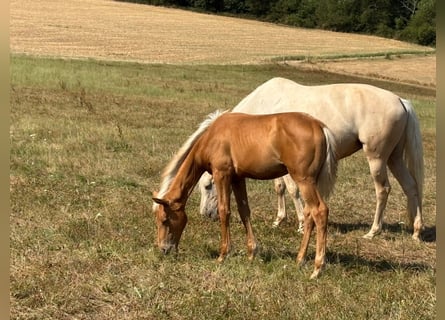 Deutsches Sportpferd, Stute, Fohlen (02/2026), Palomino