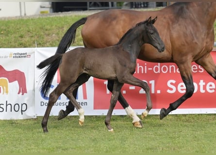 Deutsches Sportpferd, Stute, Fohlen (05/2025), Rappe