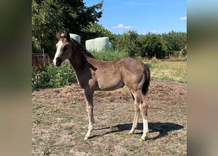 Deutsches Sportpferd, Stute, Fohlen (06/2026), Rappe