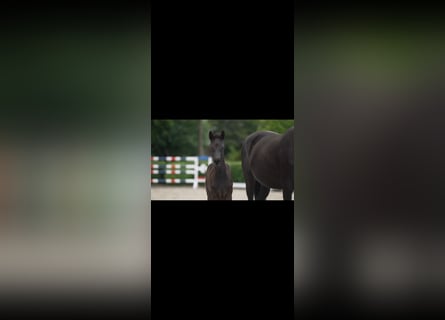 Deutsches Sportpferd, Stute, Fohlen (05/2025), Rappe