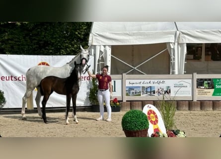 Deutsches Sportpferd, Stute, , Schimmel
