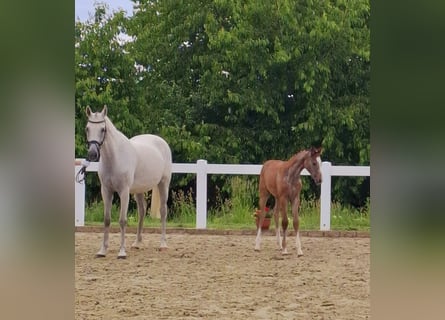 Deutsches Sportpferd, Stute, , Schimmel