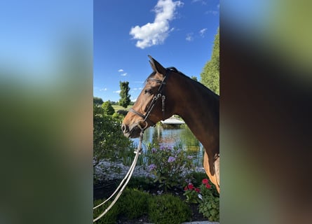 Deutsches Sportpferd, Wallach, 10 Jahre, 164 cm, Brauner