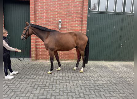 Deutsches Sportpferd, Wallach, 10 Jahre, 167 cm, Brauner