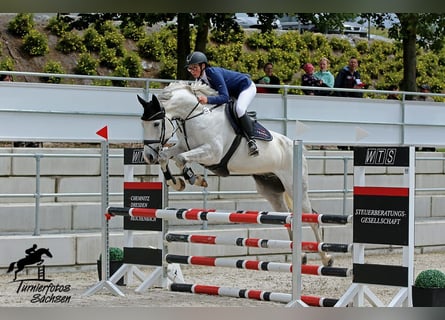 Deutsches Sportpferd, Wallach, 10 Jahre, 168 cm, Schimmel