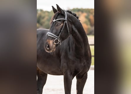 Deutsches Sportpferd, Wallach, 10 Jahre, 170 cm, Rappe