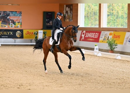 Deutsches Sportpferd, Wallach, 10 Jahre, 172 cm, Brauner