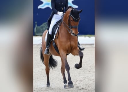 Deutsches Sportpferd, Wallach, 10 Jahre, 172 cm, Brauner