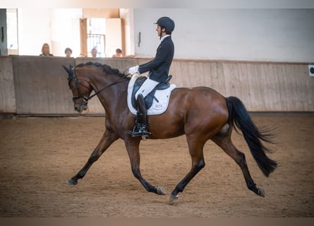 Deutsches Sportpferd, Wallach, 10 Jahre, 172 cm, Brauner