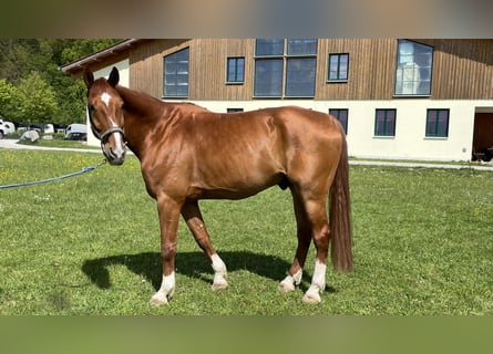 Deutsches Sportpferd, Wallach, 10 Jahre, 180 cm, Fuchs