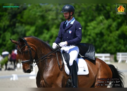 Deutsches Sportpferd, Wallach, 10 Jahre, 185 cm, Brauner