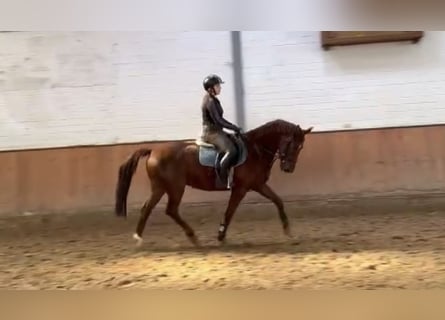 Deutsches Sportpferd, Wallach, 11 Jahre, 157 cm, Dunkelfuchs