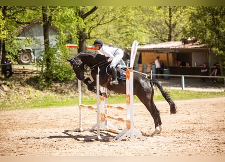 Deutsches Sportpferd, Wallach, 11 Jahre, 165 cm, Rappe