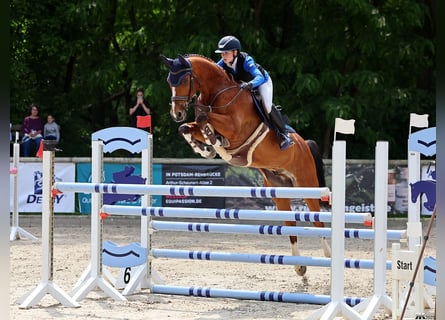 Deutsches Sportpferd, Wallach, 11 Jahre, 168 cm, Brauner