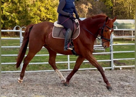 Deutsches Sportpferd, Wallach, 11 Jahre, 168 cm, Fuchs