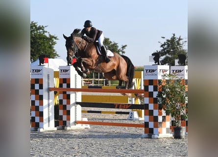 Deutsches Sportpferd, Wallach, 11 Jahre, 172 cm, Dunkelbrauner